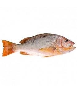 ماهی سرخو فله